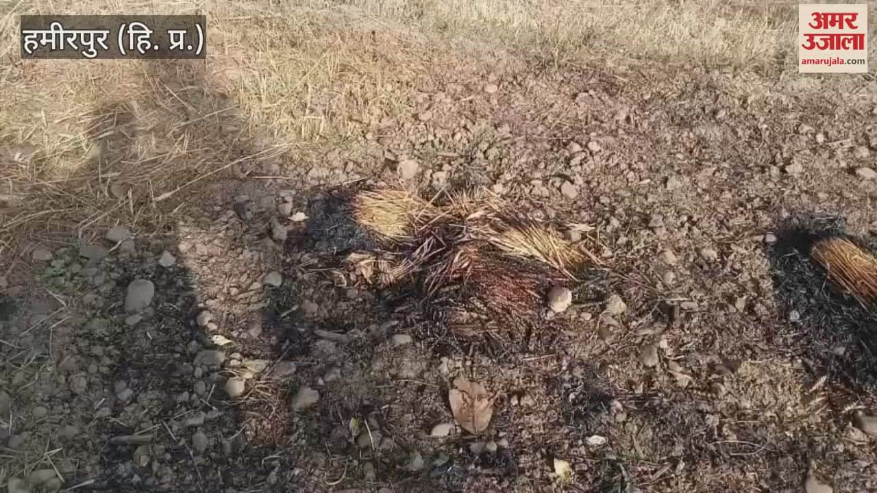 Hamirpur Wheat crop burnt to ashes due to sparks falling from electric pole in Kotla