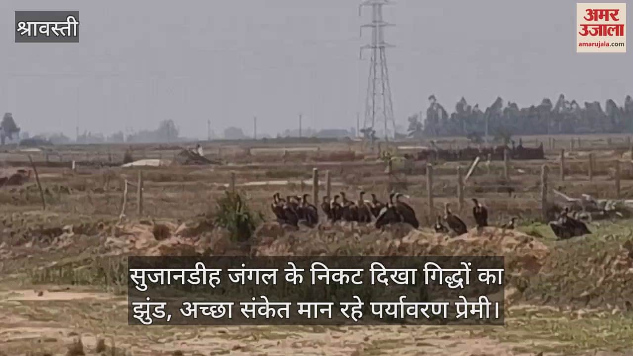 सुजानडीह जंगल के निकट दिखा गिद्धों का झुंड, अच्छा संकेत मान रहे पर्यावरण प्रेमी