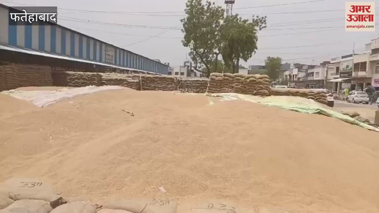 Eight bags of wheat were stolen from the old grain market of Fatehabad, the incident was captured on CCTV