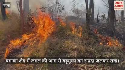 Valuable forest wealth burnt to ashes due to forest fire in Bangana area