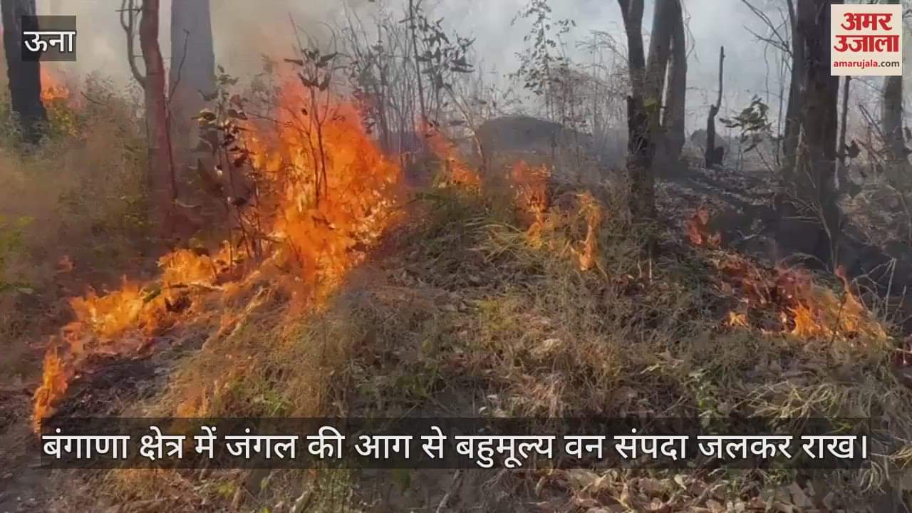 Valuable forest wealth burnt to ashes due to forest fire in Bangana area