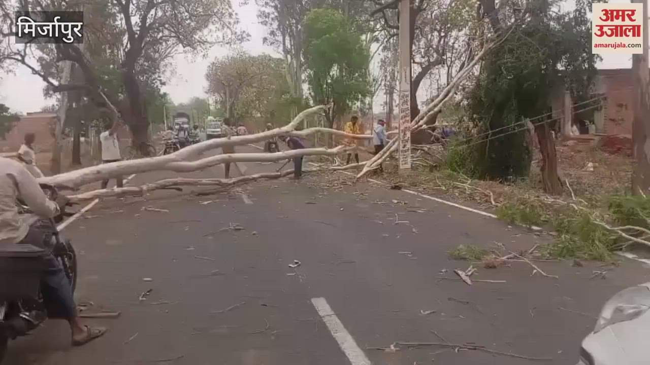 Tree fell in middle of road young man injured