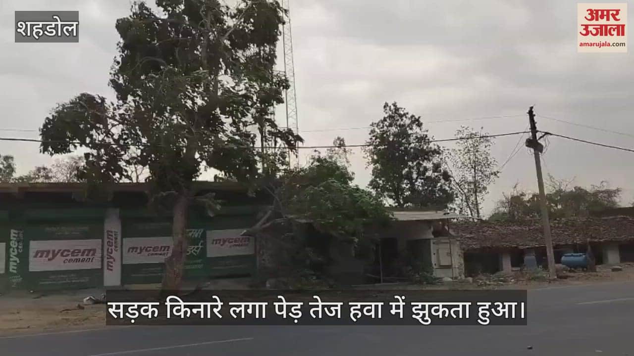 Temperature drops due to storm and rain in Shahdol, a huge tree falls on government residence