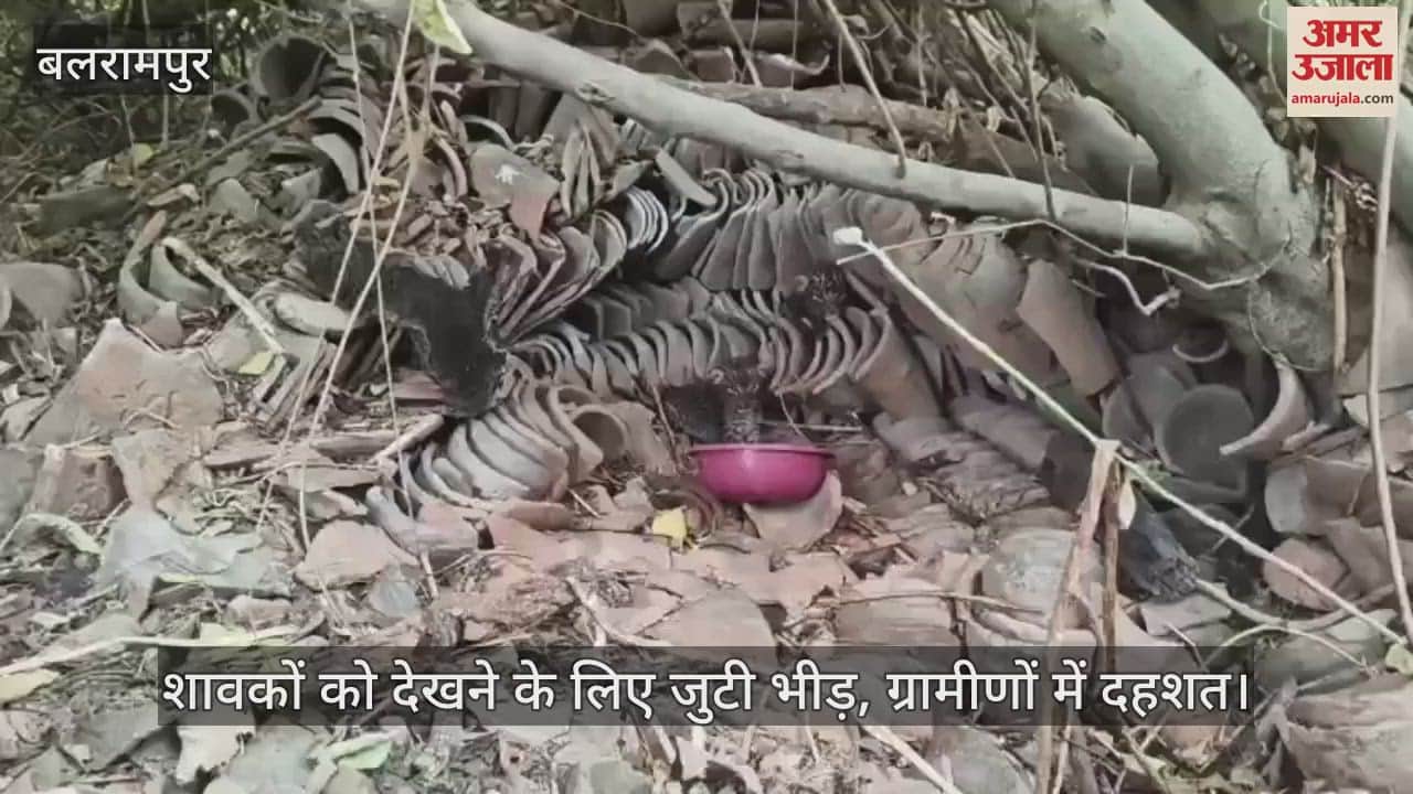 Balrampur: टिकुइया गांव के बीच खपरैल के मकान में तेंदुए के मिले तीन शावक, देखने के लिए जुटी भीड़, ग्रामीणों में दहशत