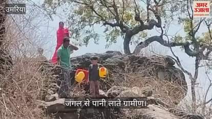 Umaria News thirsty Majhauli screams water of life is being carried from jungles