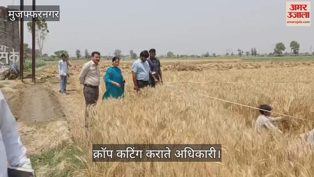 Crop cutting was done in Jaula village of Muzaffarnagar, read why crop cutting is done