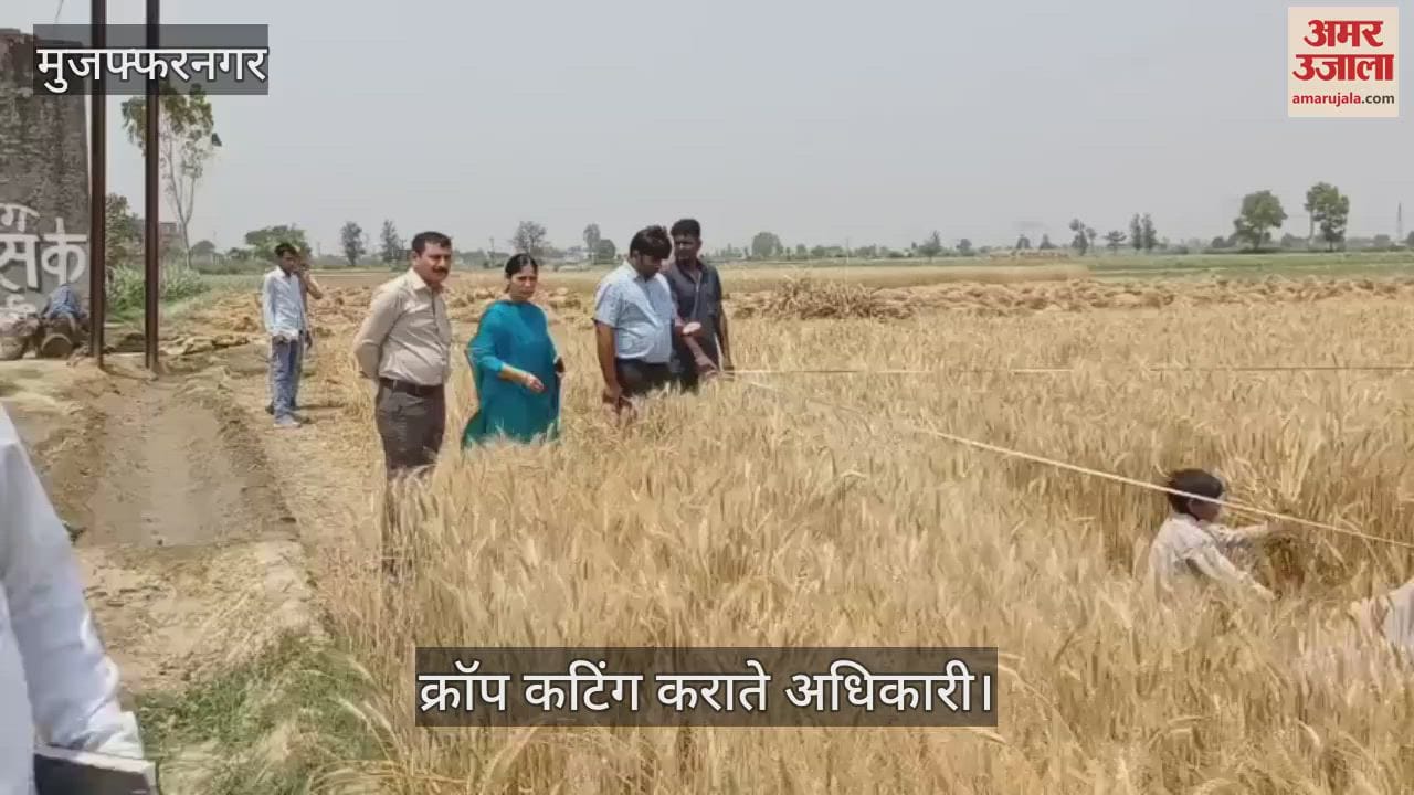 Crop cutting was done in Jaula village of Muzaffarnagar, read why crop cutting is done