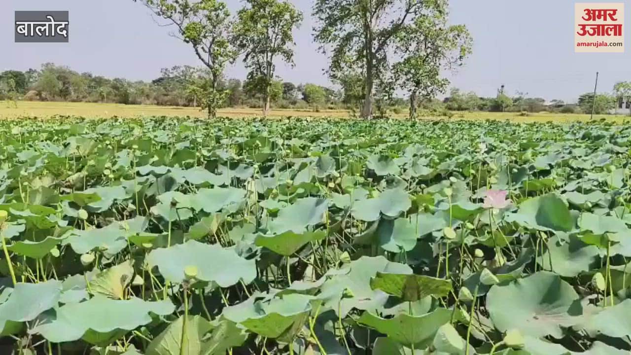 Farmers started farming of Dhansa in Balod