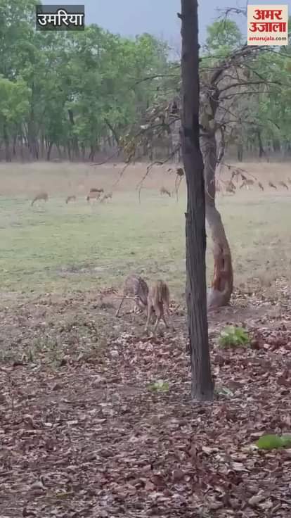 Umaria News Power struggle was also seen among the Chital deer