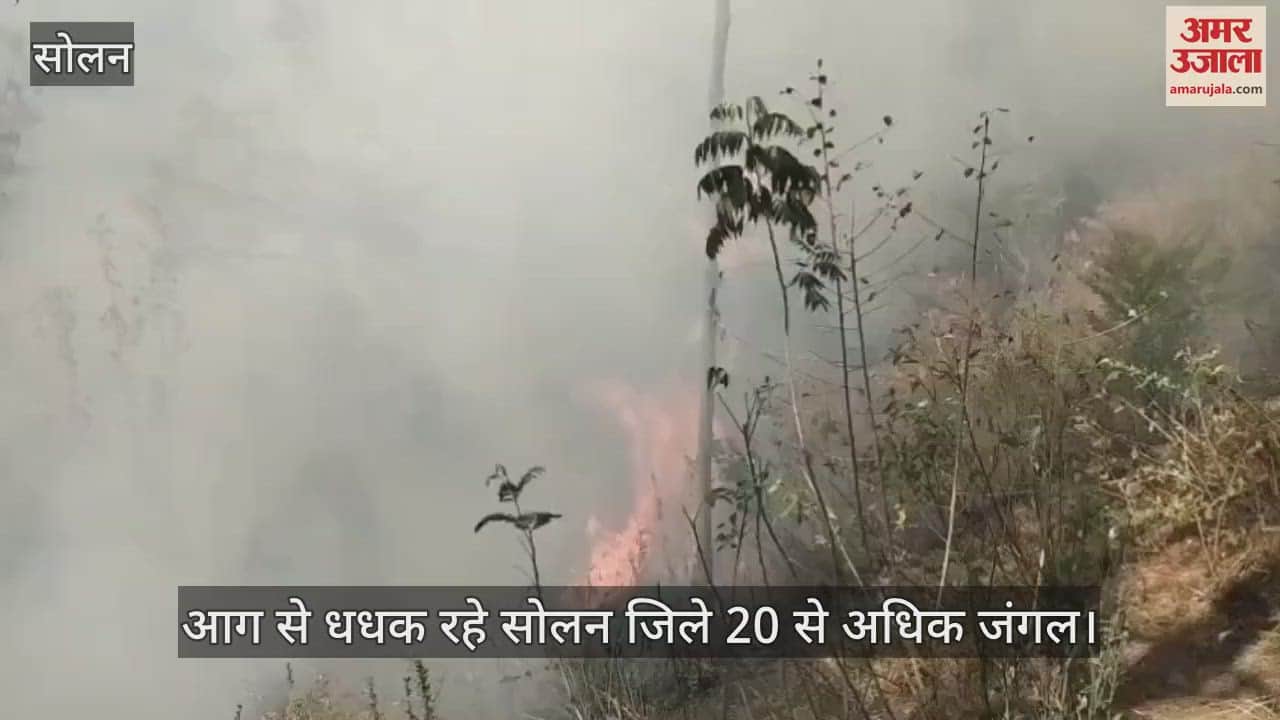 More than 20 forests in Solan district are burning due to fire