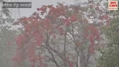 Heavy rain and hailstorm in Gaurela Pendra Marwahi