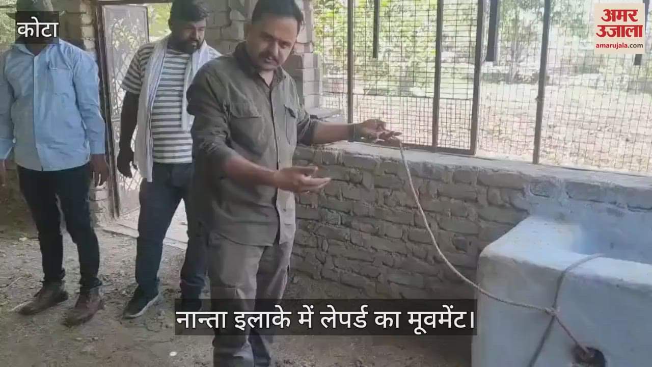 Panic in Nantha due to the movement of leopard, it hunted the calf by jumping over a 4 feet high wall