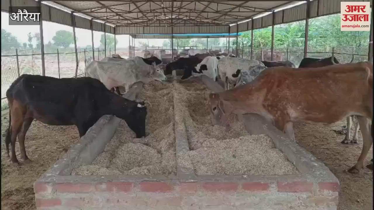 Animals are in distress in the heat, no arrangements in the cowshed