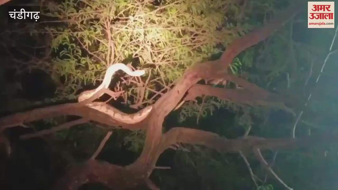 7 feet long python climbed tree in Chandigarh