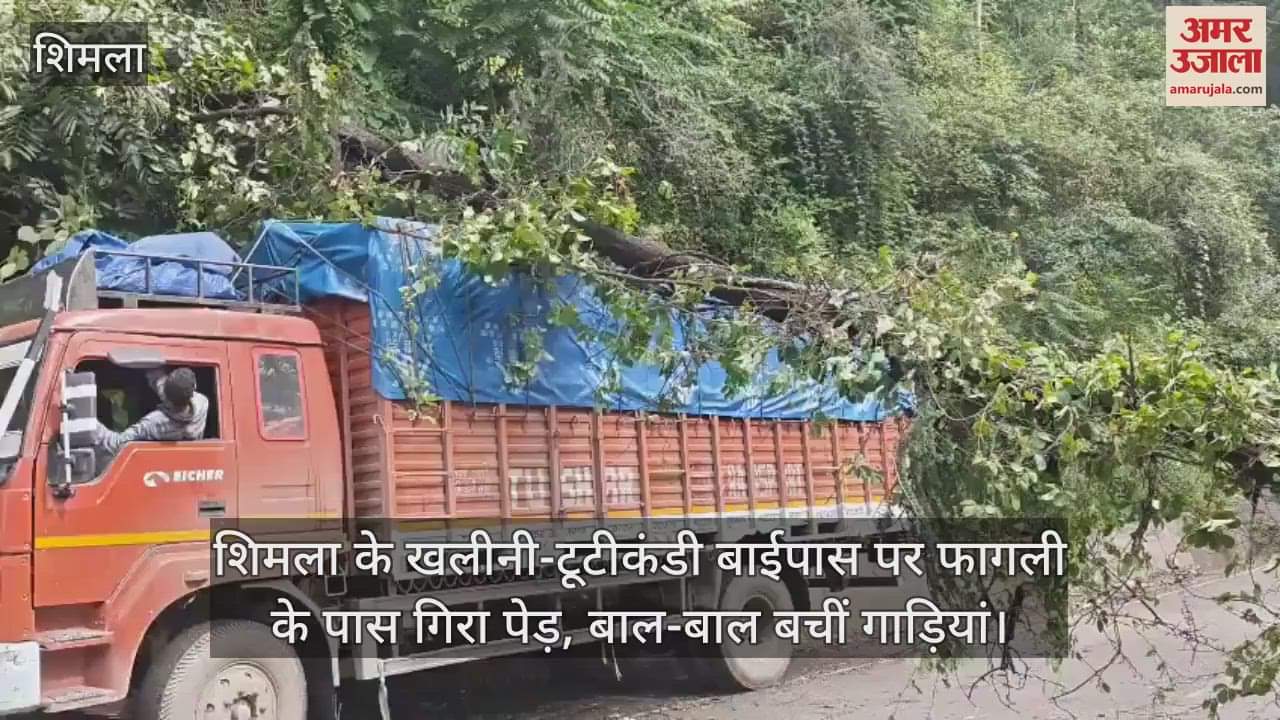 A tree fell near Fagli on Shimla's Khalini-Tutikandi bypass, vehicles narrowly escaped