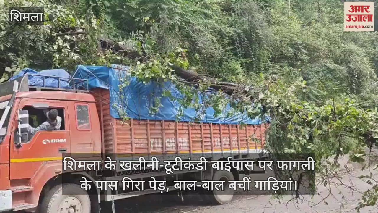 A tree fell near Fagli on Shimla's Khalini-Tutikandi bypass, vehicles narrowly escaped