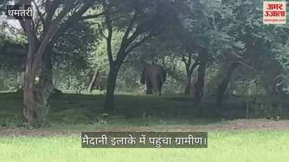 Elephant reached the plains of Dhamtari panic among villagers