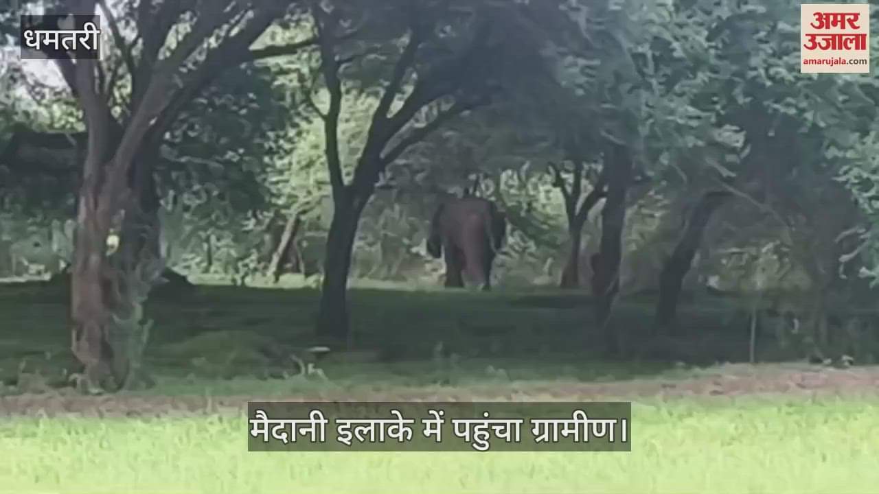 Elephant reached the plains of Dhamtari panic among villagers