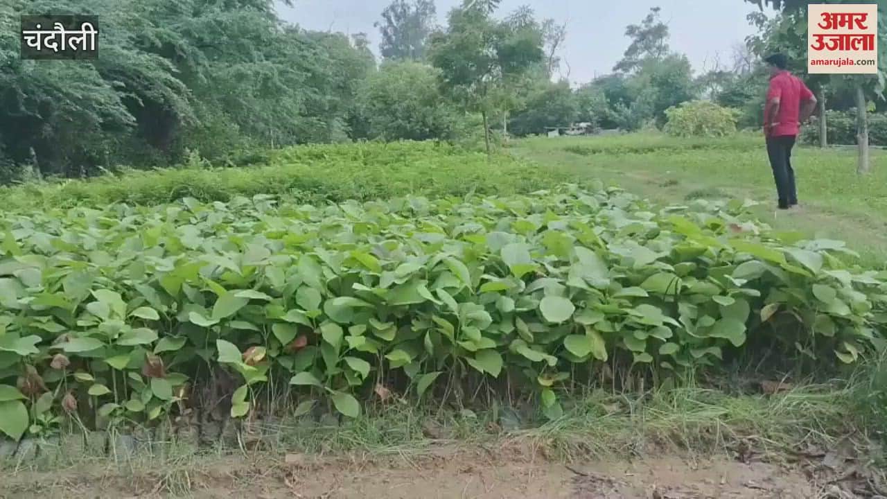 Five lakh plants prepared in Saresar nursery were distributed VIDEO