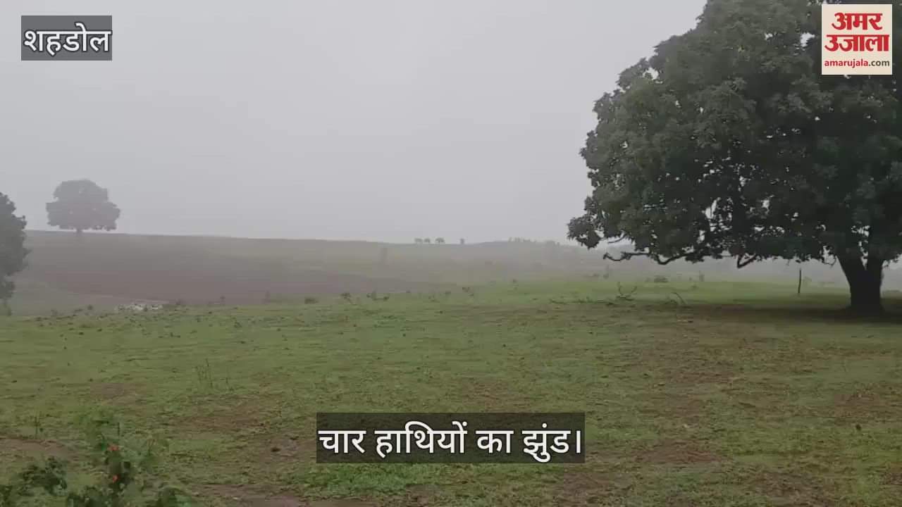 Shahdol News: Four wild elephants camped just a short distance from the city