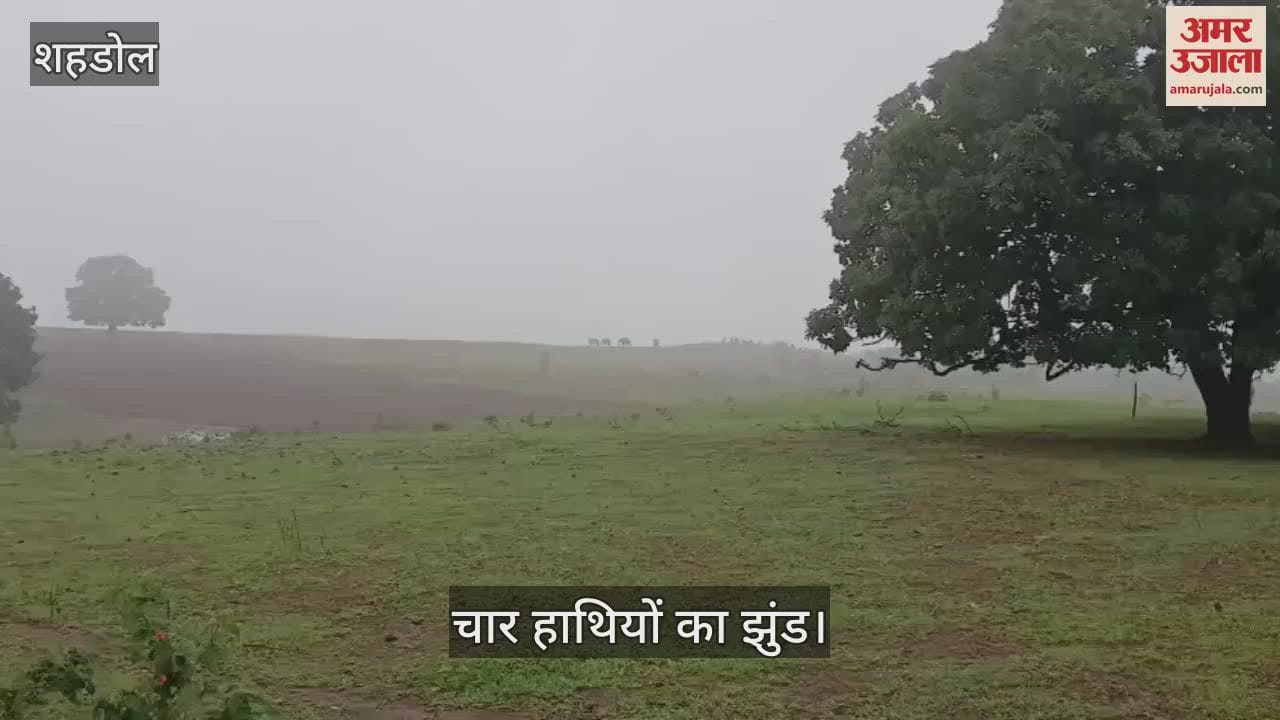 Shahdol News: Four wild elephants camped just a short distance from the city