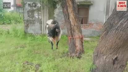 Una Villagers troubled by stray animals in Chak village burst out in anger tied animals in Panchayat Bhawan