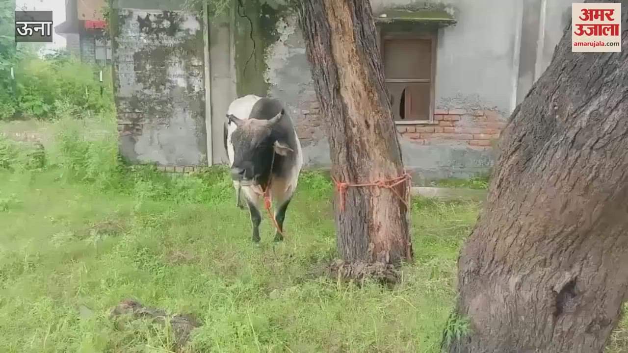 Una Villagers troubled by stray animals in Chak village burst out in anger tied animals in Panchayat Bhawan