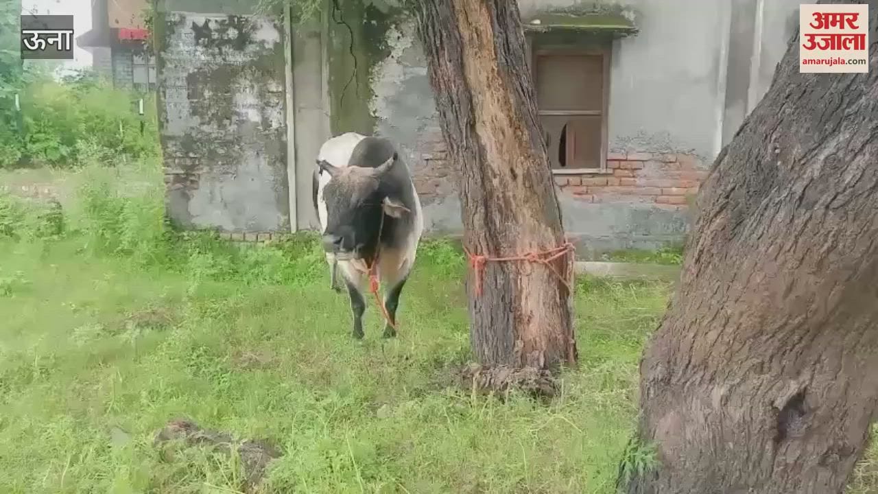 Una Villagers troubled by stray animals in Chak village burst out in anger tied animals in Panchayat Bhawan