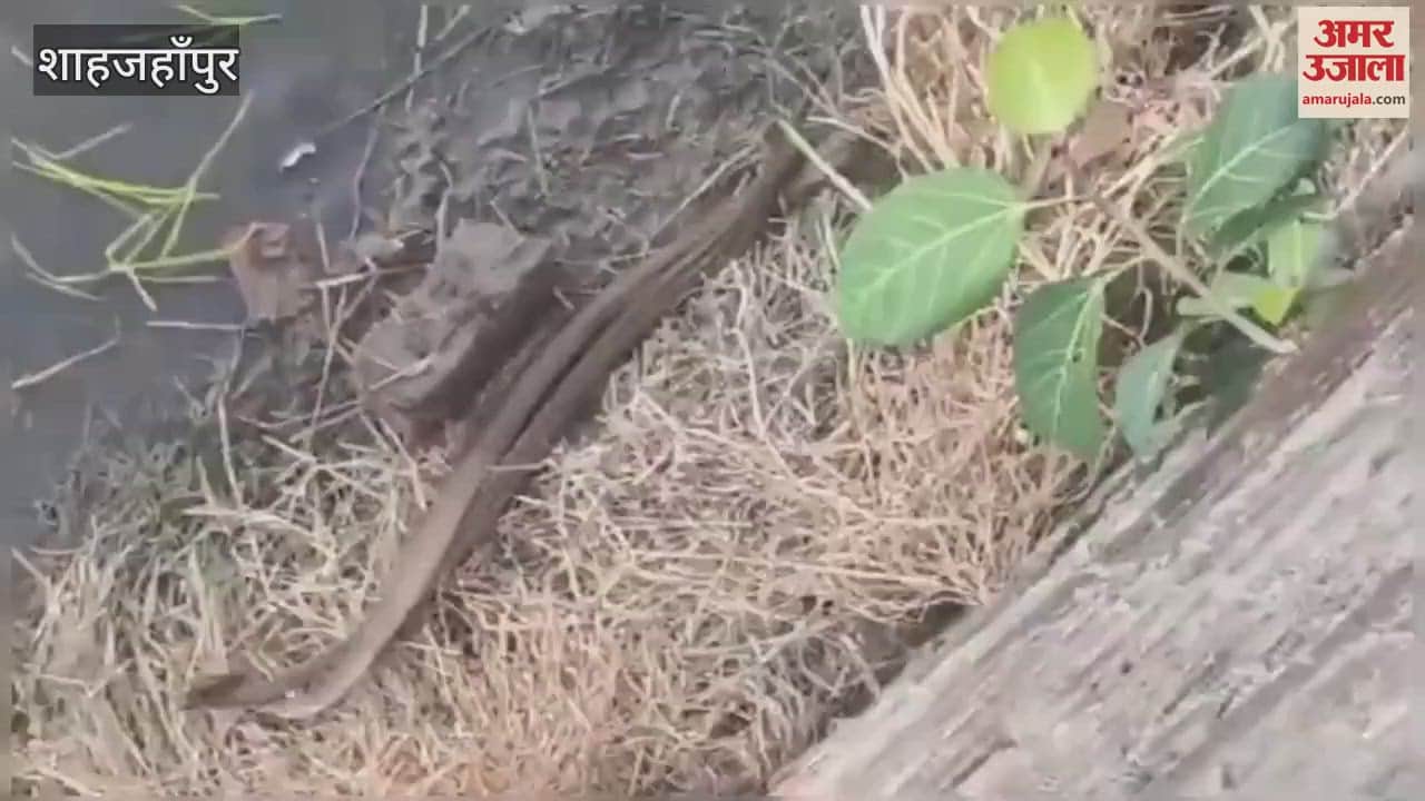 Crowds of people gathered to see union of snakes in month of Saavan