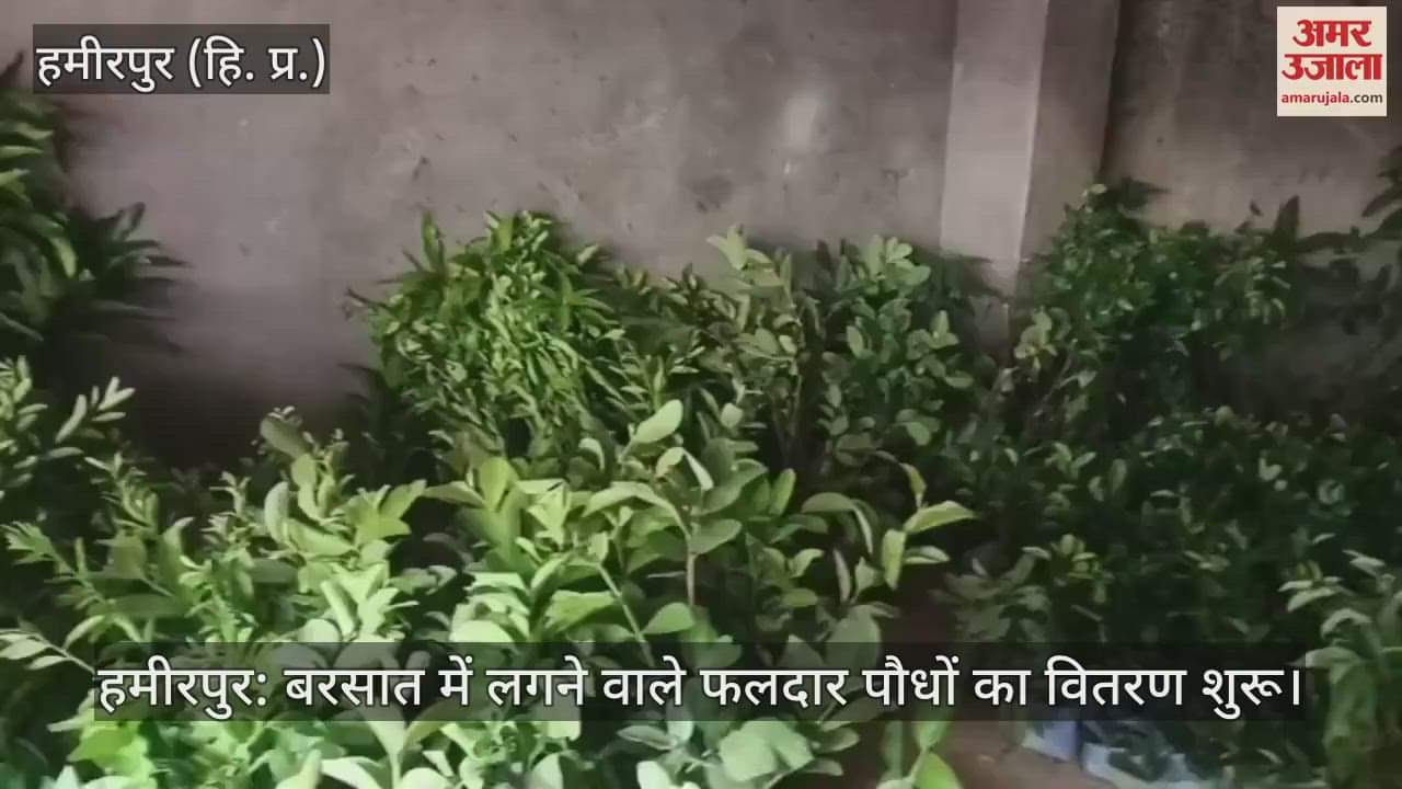 Hamirpur: Distribution of fruit plants to be planted in rainy season begins