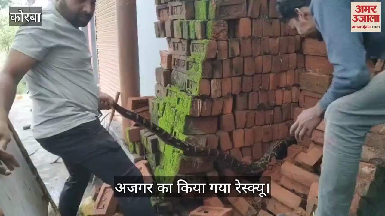 Giant python near SECL hospital in Korba dangerous rescue done, watch the video