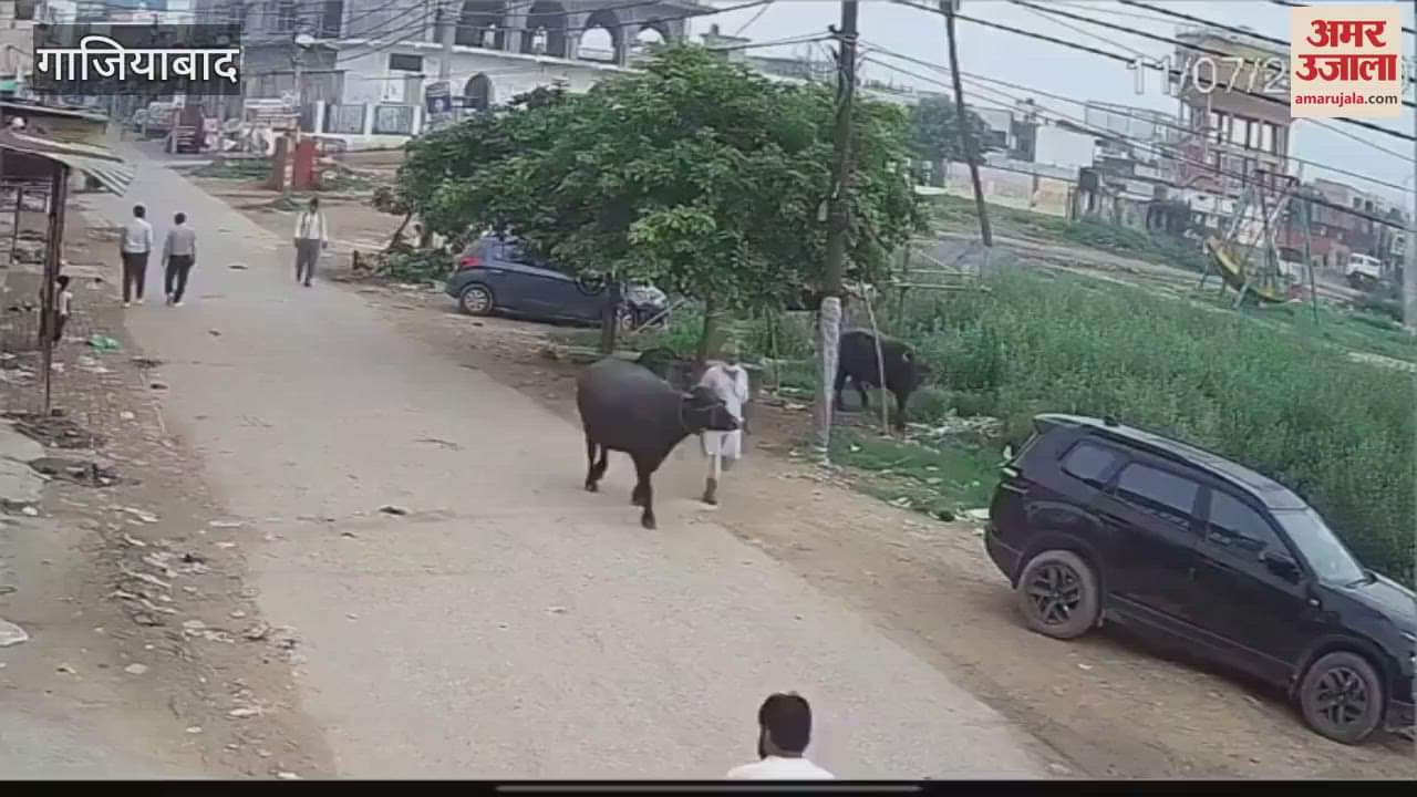 Animal dies due to electric shock in Mussoorie