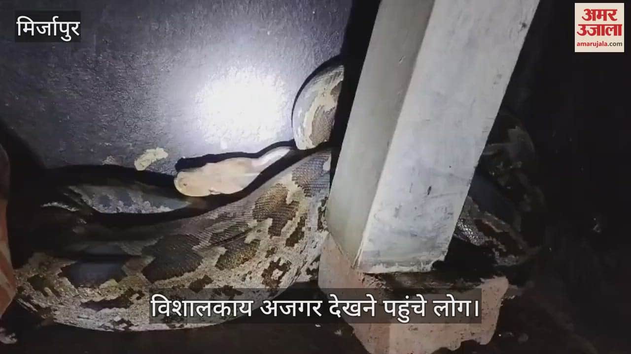 giant python appeared in Mirzapur