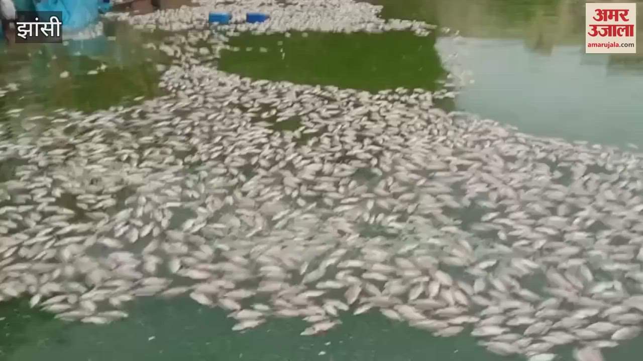 Fishes died due to lack of oxygen in Jhansi Paniwali Dharamshala