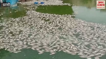 Fishes died due to lack of oxygen in Jhansi Paniwali Dharamshala Fishes died due to lack of oxygen in Jhansi Paniwali Dharamshala