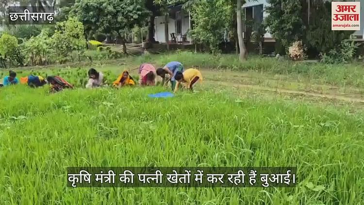 कृषि मंत्री राम विचार नेताम की पत्नी खेतों में कर रही हैं बुआई, वीडियो वायरल
