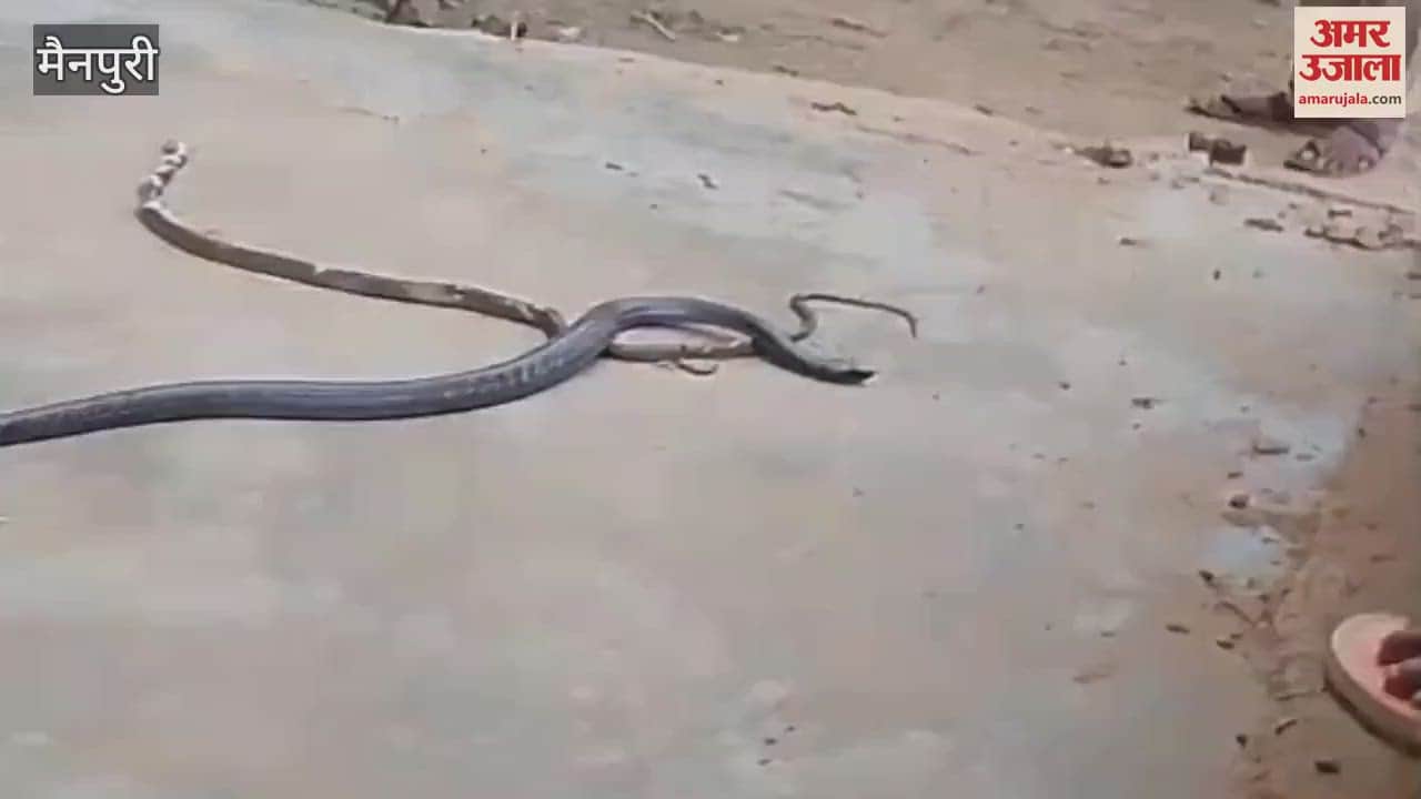 Cobra snake swallowed baby snake alive Know what happened next