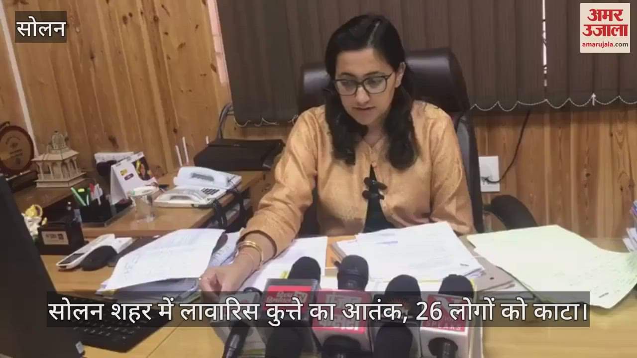 Stray dog creates terror in Solan city, bites 22 people