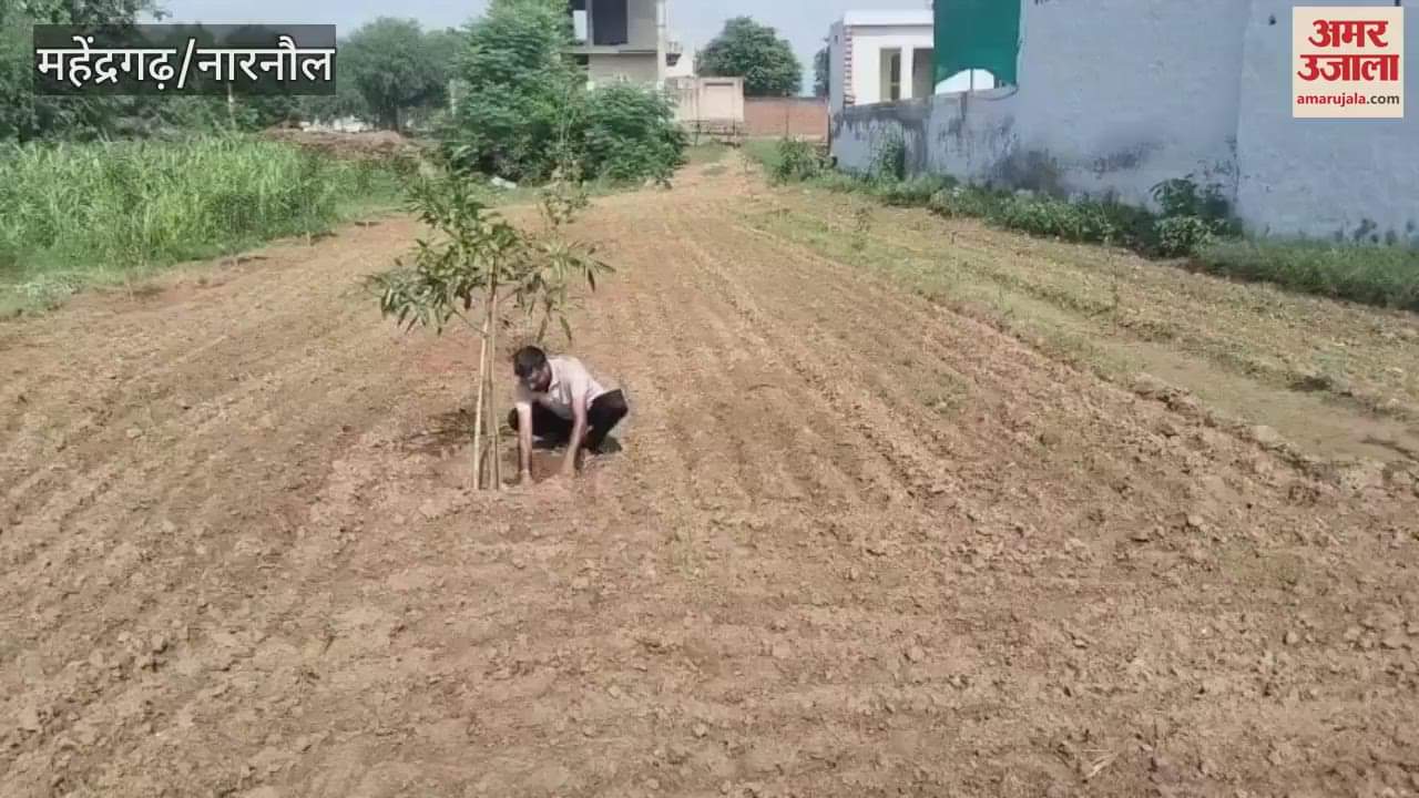 Kailash Chandra, a progressive farmer of Jailaf in Narnaul, planted fruit trees in his field
