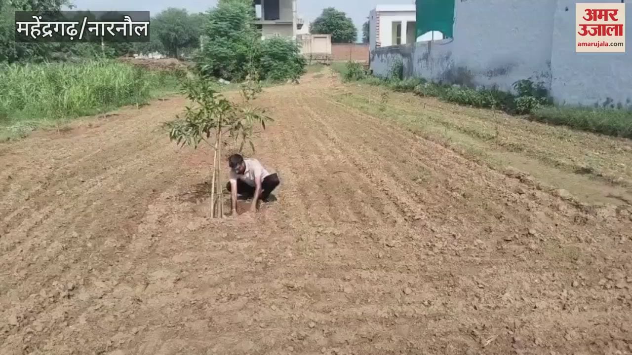 Kailash Chandra, a progressive farmer of Jailaf in Narnaul, planted fruit trees in his field