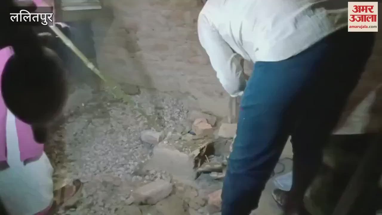 16 poisonous snakes found in house in 14 hours