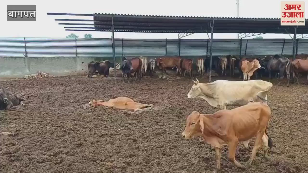 Baghpat: Death of five cows in cowshed, conditions of starvation
