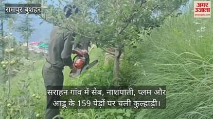 In Sarahan village, 159 apple, pear, plum and peach trees were axed and devotees gathered in the forest