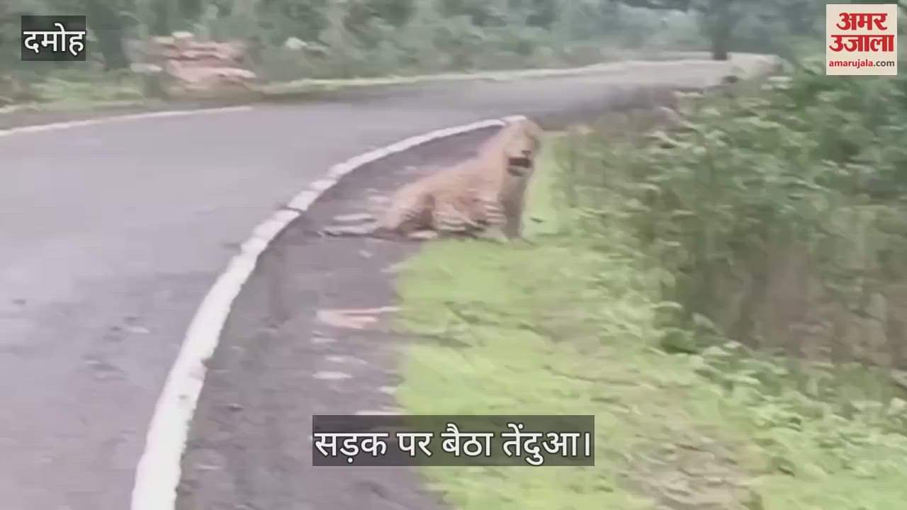 A leopard appeared in front of the devotees going to Jatashankar
