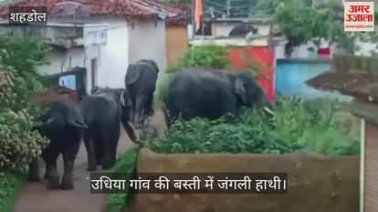 The drunk elephant passed through many villages, Shahdol Budhar highway had to be closed