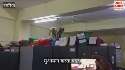 Bandar sahab inspecting files, there is an atmosphere of chaos in Umaria collectorate office