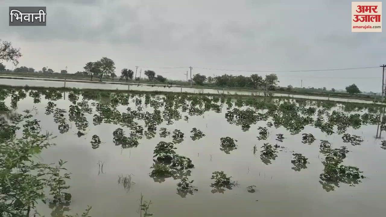 Farmers' cotton crop destroyed due to waterlogging in fields in Bhiwani