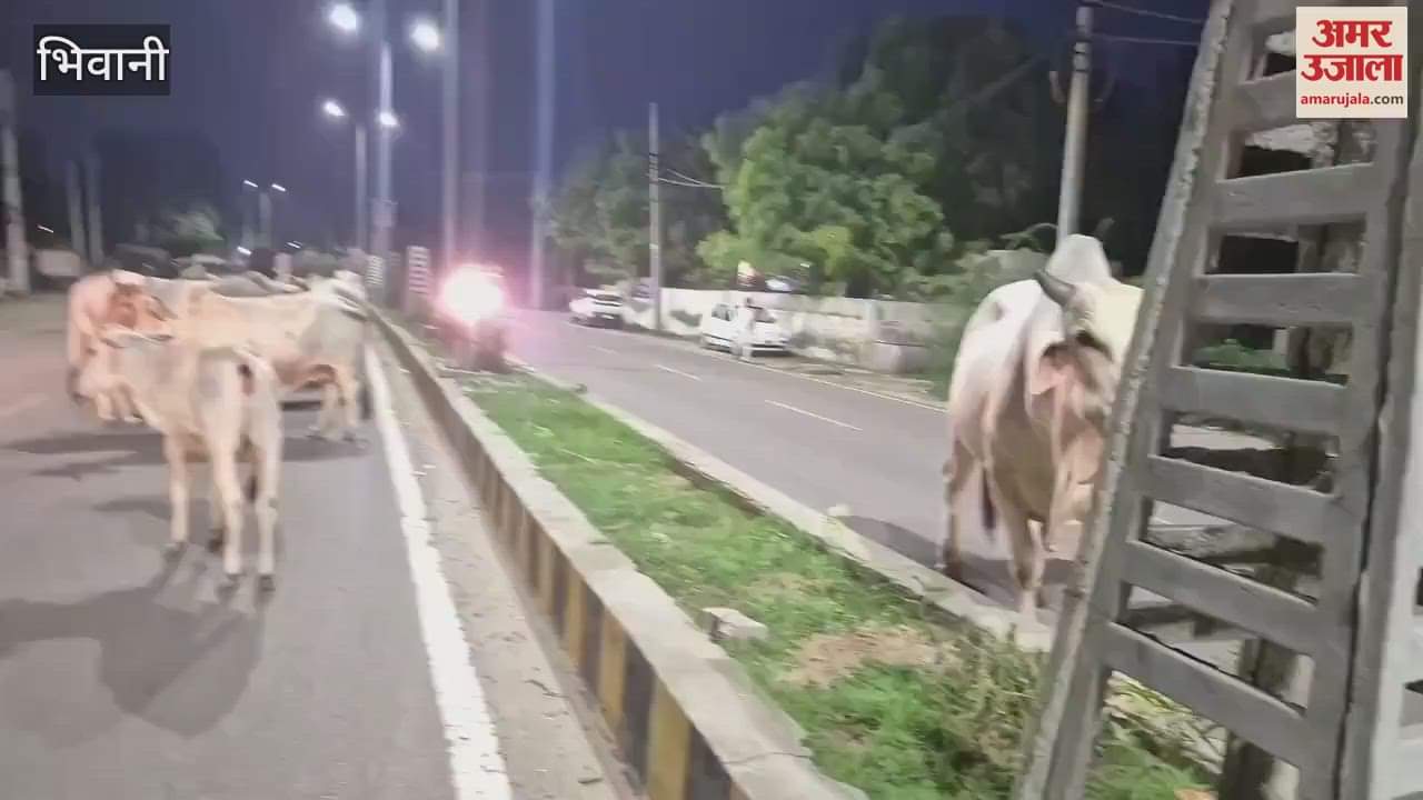 Yamraj is on guard on the roads at night in Bhiwani, accidents are happening because of stray animals