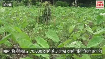 Sirmour Farmer Naveen Kumar in Daduwala village grew the world's most expensive mango Miyazaki