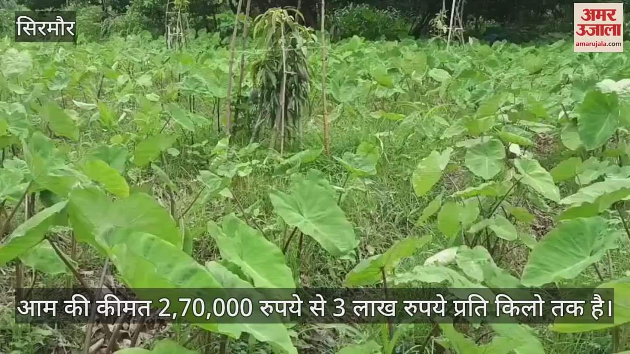 Sirmour Farmer Naveen Kumar in Daduwala village grew the world's most expensive mango Miyazaki